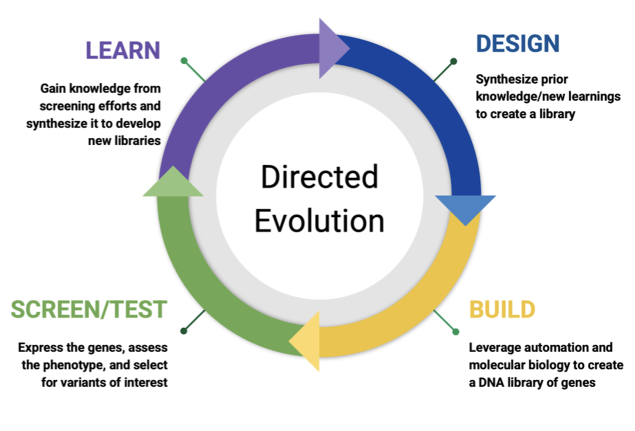The Design-Build-Test-Learn cycle for protein engineering campaigns